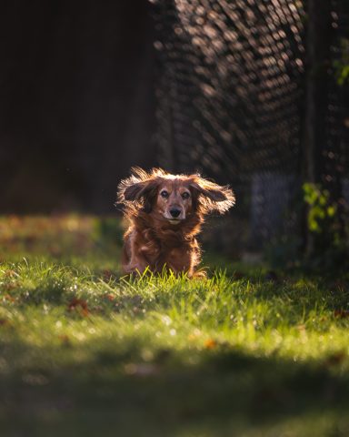 Ein Beagle rennt fröhlich durch ein grasbewachsenes Feld.