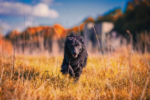 Schwarzer Hund läuft durch hohes Gras unter einem blauen Himmel mit Wolken.