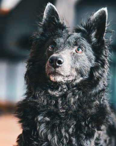 Schwarzer, wuscheliger Hund mit spitzen Ohren und aufmerksamem Blick.