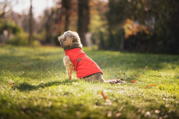 Hundefell im roten Mantel sitzt auf dem Gras und schaut in die Ferne.
