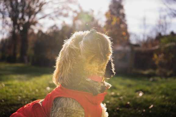 Hund im roten Mantel, sitzt auf dem Gras und schaut in die Sonne.