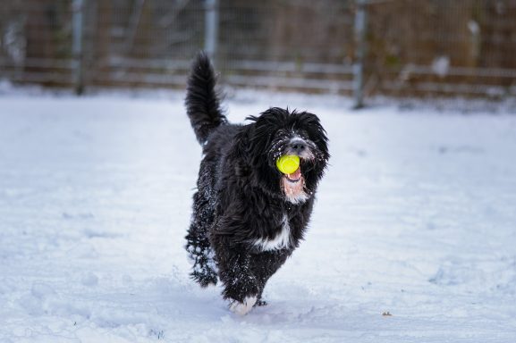 Schwarzer Hund läuft fröhlich im Schnee und trägt einen gelben Ball im Mund.