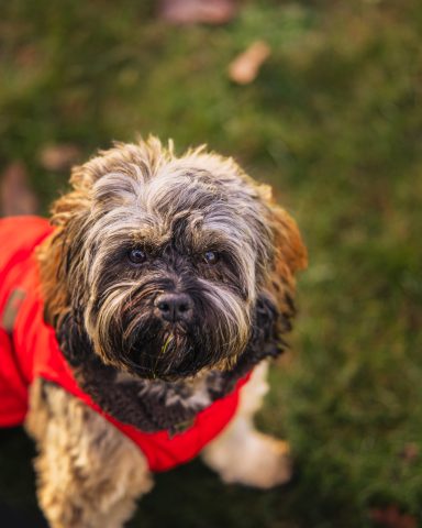 Ein kleiner Hund mit lockigem Fell trägt einen roten Mantel auf grünem Gras.