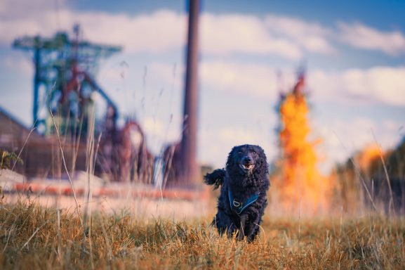Ein schwarzer Hund läuft durch ein Feld, im Hintergrund eine Industrieanlage und Flammen.
