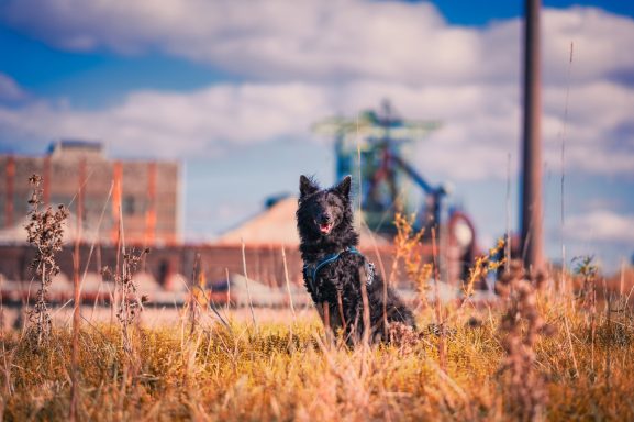 Schwarzer Hund sitzt im hohen Gras vor einer Industrieansicht mit Wolken.