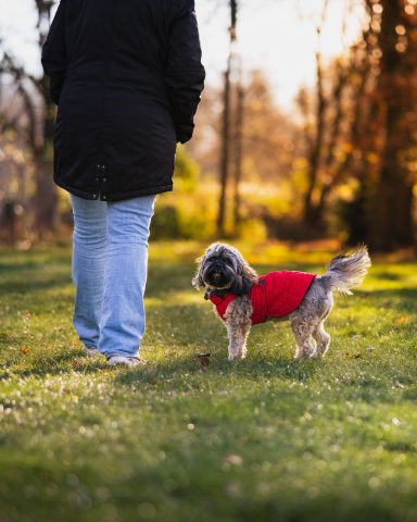 Ein Hund in rotem Mantel steht auf dem Gras, während eine Person ihm den Rücken kehrt.