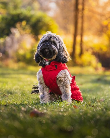 Schwarzer Hund in rotem Mantel sitzt auf grünem Gras, umgeben von herbstlichem Hintergrund.