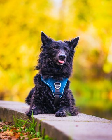 Schwarzer Hund mit Geschirr sitzt entspannt auf einem Steinweg vor buntem Hintergrund.