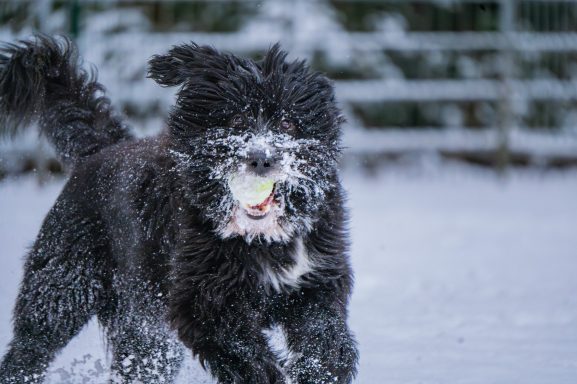 Schwarzer Hund spielt im Schnee und hat eine Schneebedeckung im Gesicht.