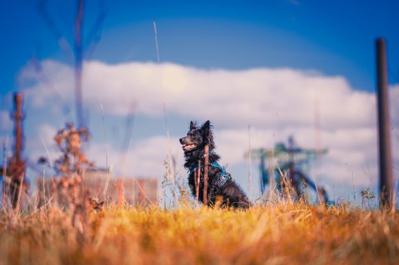 Schwarzer Hund sitzt im hohen Gras vor einem blauen Himmel mit Wolken.