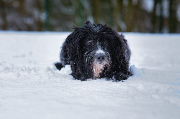 Schwarzer, lockiger Hund liegt im Schnee und schaut aufmerksam.