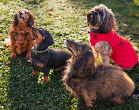Vier Hunde in verschiedenen Farben sitzen auf Gras, einer trägt eine rote Jacke.