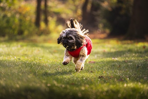 Ein Hund in rotem Pullover rennt fröhlich über eine grüne Wiese.