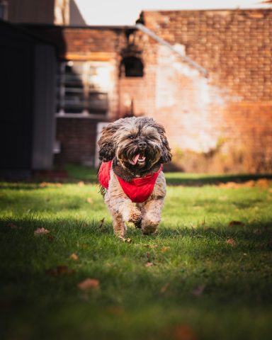 Hund in rotem Kleidungsstück läuft fröhlich über eine grüne Wiese.