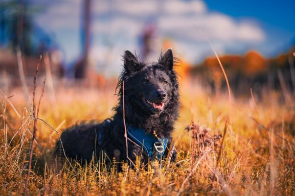 Schwarzer Hund sitzt im hohen Gras vor einem blauen Himmel mit Wolken.
