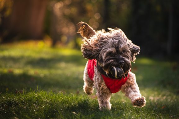Ein fröhlicher Hund mit rotem Halstuch läuft auf grünem Gras.