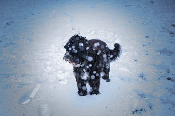 Schwarzer Hund, der in einer schneebedeckten Umgebung spielt.